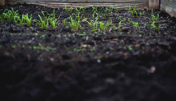 Чим засіяти город після збору врожаю, щоб підвищити родючість грунту та вивести бур'яни