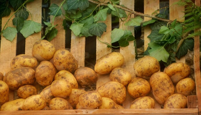 Очень важно охладить: что нужно сделать с картофелем после выкапывания
