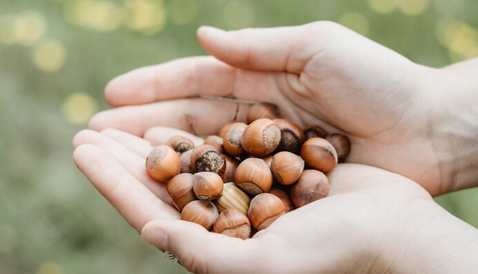 Що приготувати на Горіховий Спас: страви, які мають бути на святковому столі
