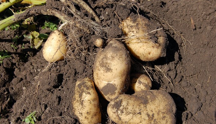 Коли найкраще копати картоплю у вересні: календар садівника на початок осені