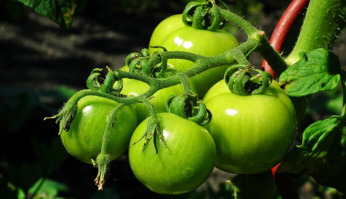 Як зберігати зелені помідори, щоб вони скоріше почервоніли і не зіпсувалися