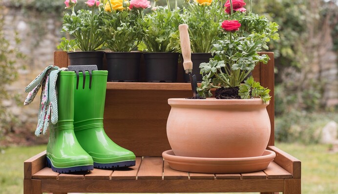 Когда сажать тюльпаны, нарциссы и гиацинты: не упустите эти сроки в сентябре