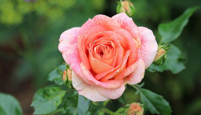 Як підготувати троянди до зими: рецепти корисних підживлень у вересні