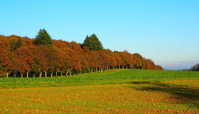 Якими сидератами краще засіяти город восени: рослини для оздоровлення ґрунту