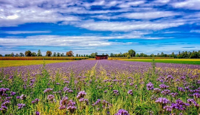 Оздоровлює і розпушує ґрунт: чим засіяти грядки восени, щоб покращити врожай наступного року