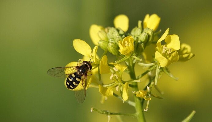 Швидко росте і оздоровлює ґрунт: чим засіяти грядки у вересні, щоб земля відпочила