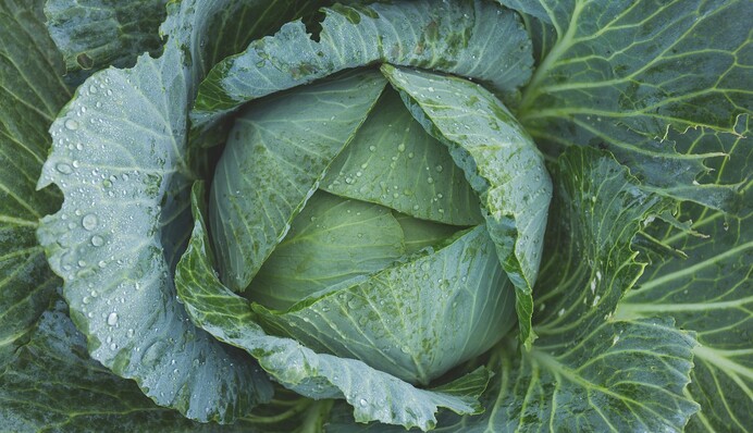 Народний засіб на основі нашатирного спирту допоможе врятувати капусту від осінніх шкідників