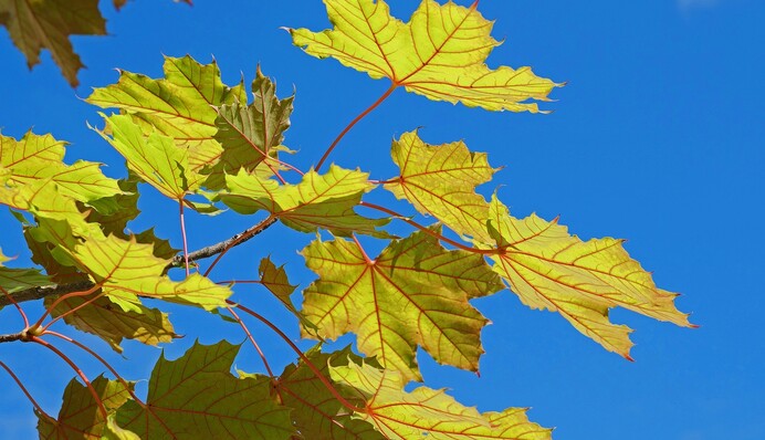 Семенов день - начало 