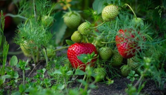 Нужно ли укрывать и обрезать клубнику на зиму: как делают опытные садоводы