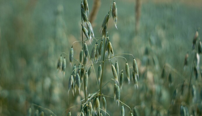 Чим засіяти овочеві грядки восени: корисний злак допоможе значно покращити стан ґрунту