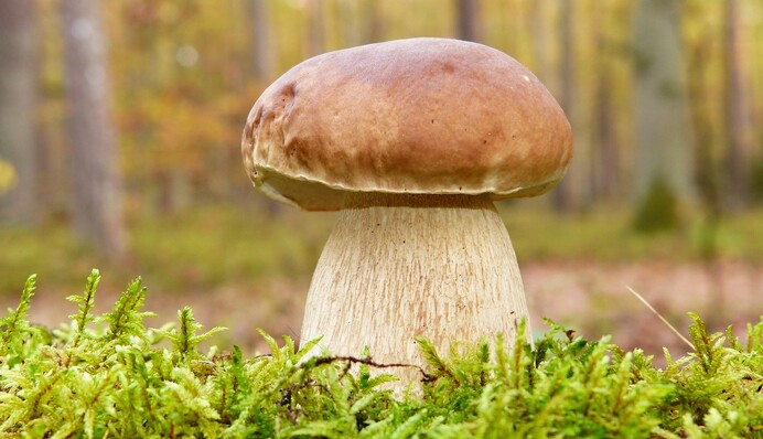 Які гриби збирають у вересні: календар грибника на 2023 рік