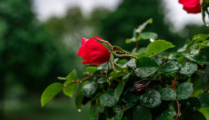 Дрожжи, зола и другие народные средства, которыми следует подкормить розы осенью