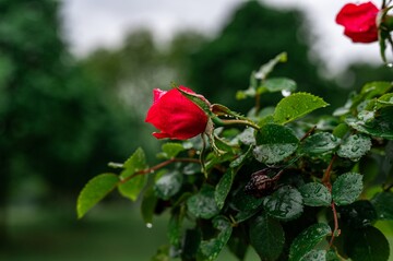 Дрожжи, зола и другие народные средства, которыми следует подкормить розы осенью