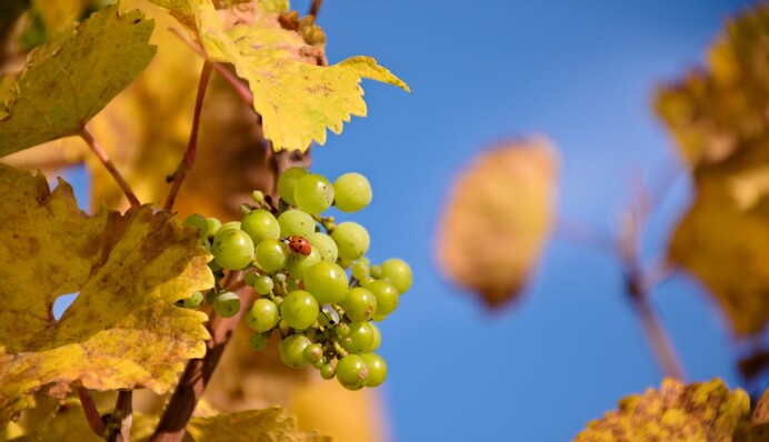 Чем подкормить виноград после сбора урожая: органические и минеральные удобрения