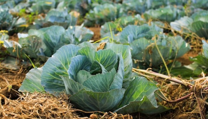 Нужно ли обрывать листья на капусте: как делают опытные огородники
