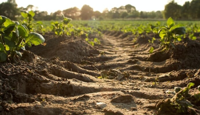 Чем обработать грядки осенью: натуральное средство улучшит состояние почвы