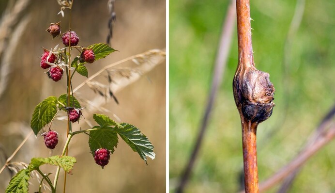 Как распознать опасного вредителя малины: такие побеги обязательно нужно удалить