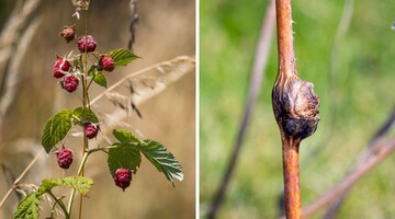 Как распознать опасного вредителя малины: такие побеги обязательно нужно удалить