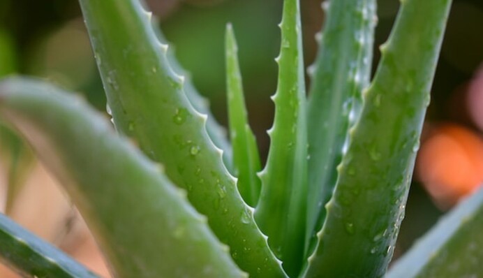 Токсичні для людей і тварин: які рослини слід з обережністю тримати вдома