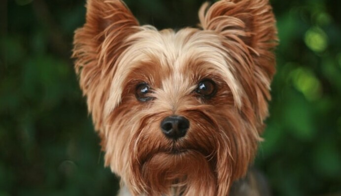 Эти породы собак всегда выглядят как щенки: их вид очаровывает