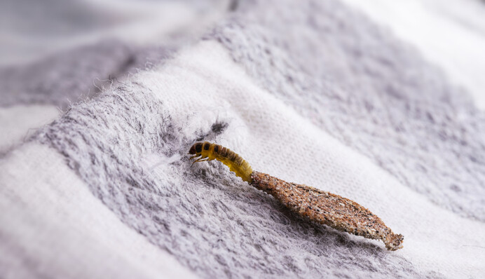 Эксперт рассказал, как без химии избавиться от моли в шкафу: защитите свою одежду
