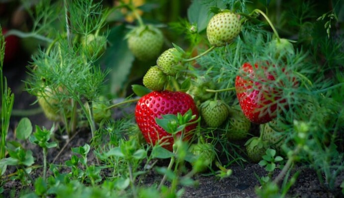 Чем подкормить землянику осенью, чтобы она щедро родила в следующем году