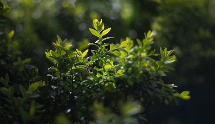 Які багаторічники слід пересадити в горщики восени, щоб вони не загинули від холоду