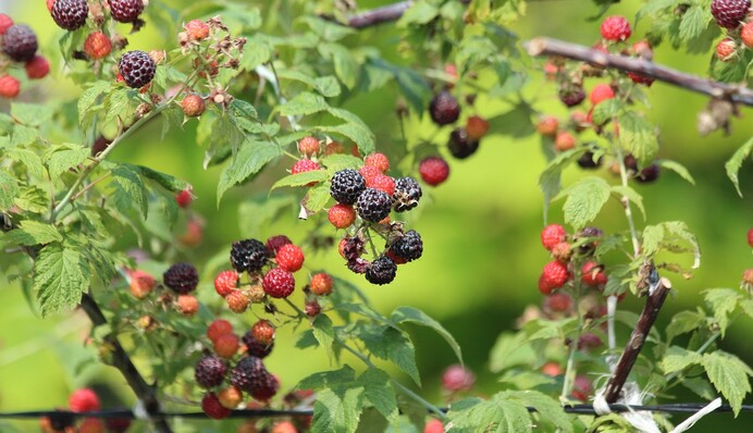 Проверенные удобрения для малины и смородины, которые защитят их от болезней в следующем году