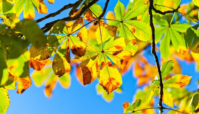 Тепла осінь - зима буде довгою: народні прикмети на свято Воздвиження Хреста Господнього