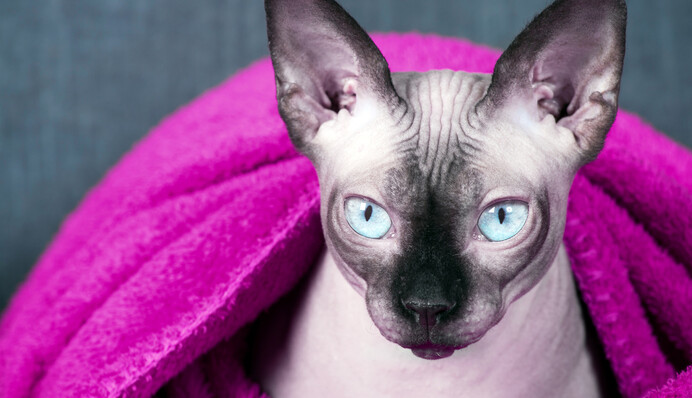 Не только сфинксы: удивительные и милые породы кошек, которые почти не линяют