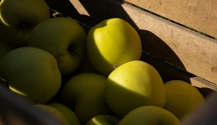 Как квасить яблоки на зиму: рецепты для любителей сладкого, соленого и кислого вкуса