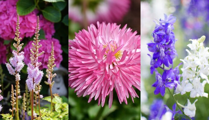 Осенний уход за цветником: какие растения ни в коем случае нельзя обрезать