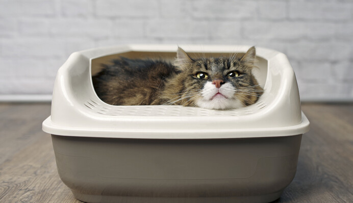 Почему кошка перестала ходить на лоток: топ-5 распространенных причин такого поведения