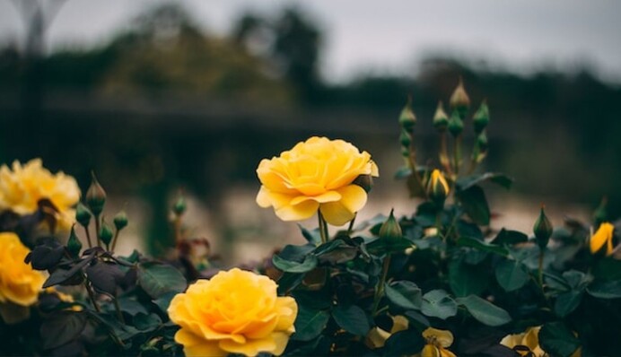 Что делать с розами осенью, чтобы они пережили зиму: важные работы на клумбе