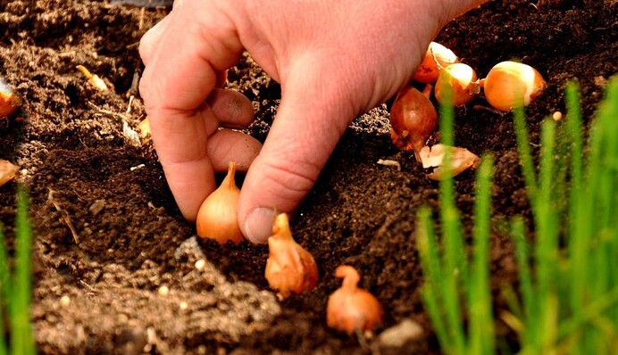 Найкращий час для посадки цибулі на зиму: коли починати, якою має бути погода