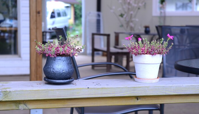 Что делать, если в вазонах с цветами появились мошки: помогут народные средства