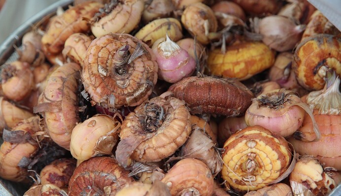 Как подготовить гладиолусы к зиме: советы и лайфхаки опытных садоводов