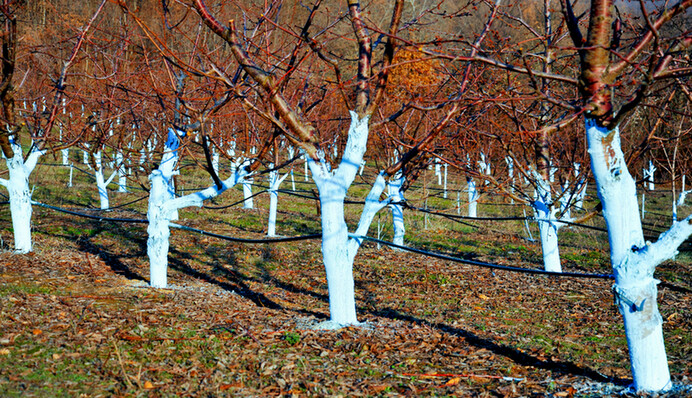 Уничтожает вредителей и обеззараживает почву: действенное средство для обработки сада и огорода осенью