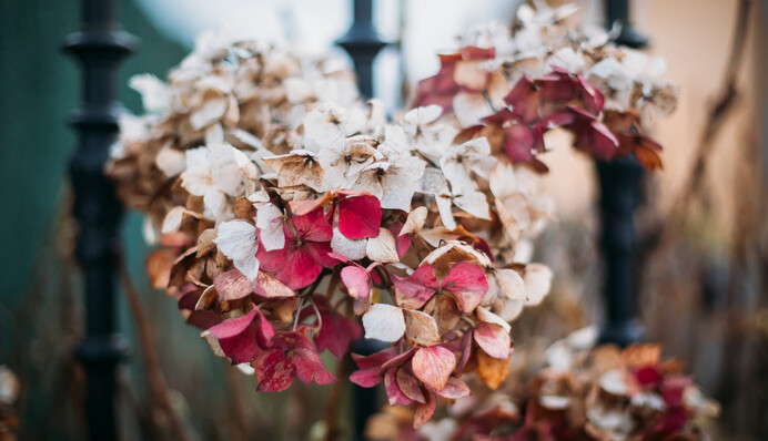 Грубая ошибка садоводов, из-за которой гортензия может не зацвести в следующем году