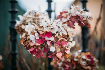 Груба помилка садівників, через яку гортензія може не зацвісти наступного року