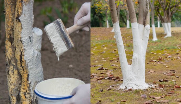 Навіщо білити дерева восени і як це правильно робити: поради садівникам