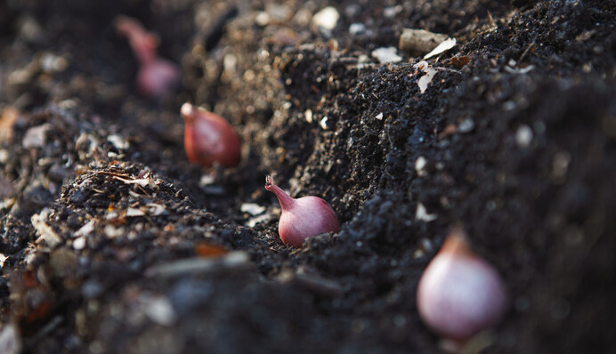 Дадут богатый урожай: какие сорта лука лучше всего подходят для посадки на зиму
