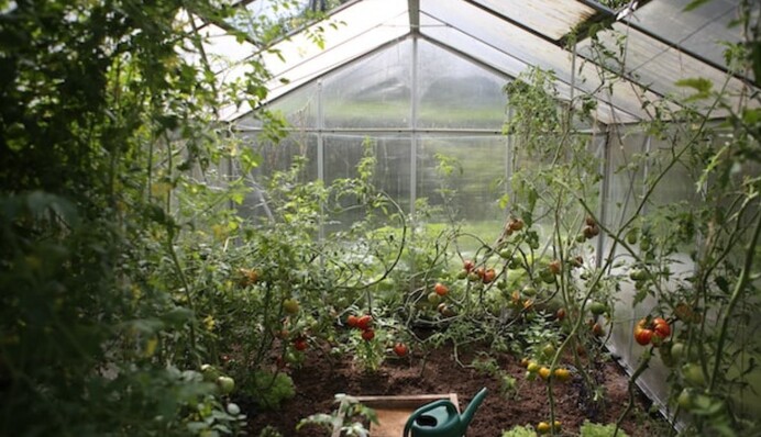 Вредители погибнут от холода: как сделать на огороде ловушку для медведки