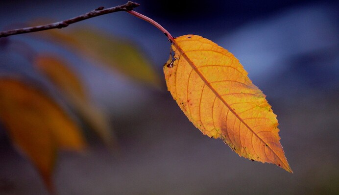 Якщо на Покрову на вишні є листя - зима буде теплою: народні прикмети свята