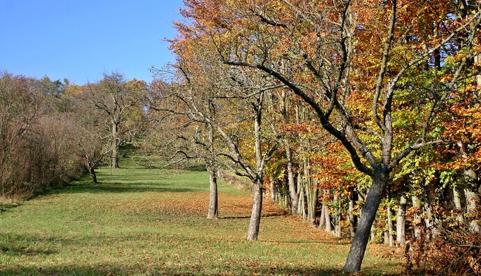 Чем подкормить плодовые деревья осенью, чтобы защитить их от морозов и болезней