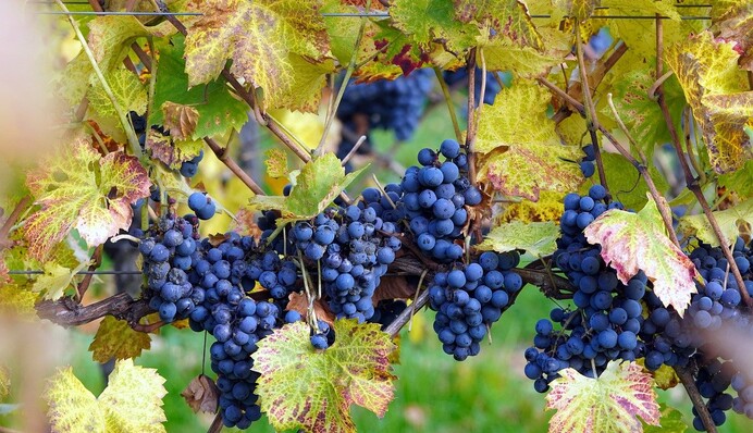 Без обрезки виноград может вымерзнуть зимой: как проводить ее осенью