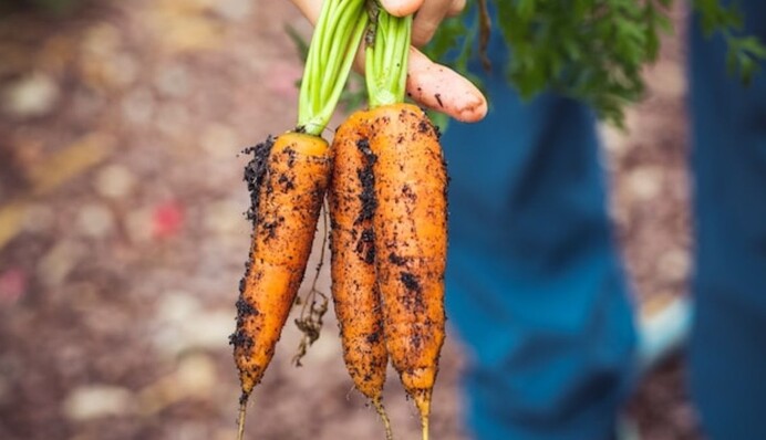 Дождитесь, когда наступят холода: когда сажать озимую морковь в 2023 году