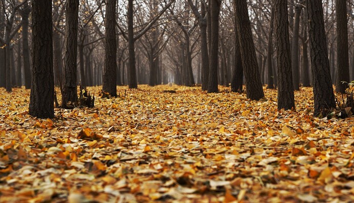 Чем обработать сад осенью от вредителей и болезней: три проверенных средства