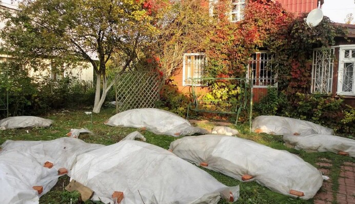 Які рослини треба обов'язково вкривати на зиму, щоб вони не вимерзли