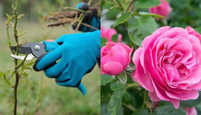 Перші заморозки – час обрізати троянди на зиму: як це правильно робити
